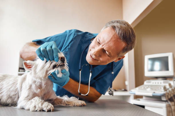 Best Broken or Cracked Tooth Emergency Dentist in Humboldt, IA